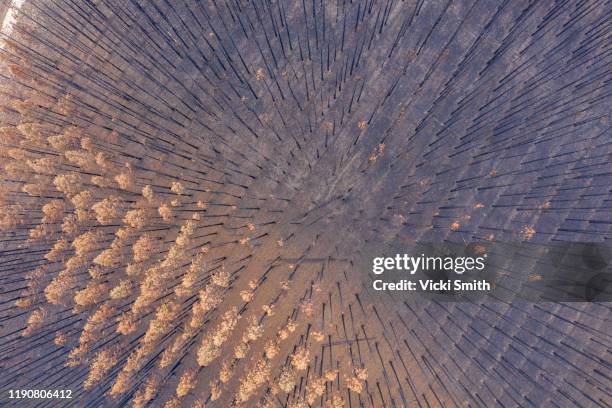 looking down on a burnt pine plantation with brown leaves and black trunks - forest new south wales stock pictures, royalty-free photos & images