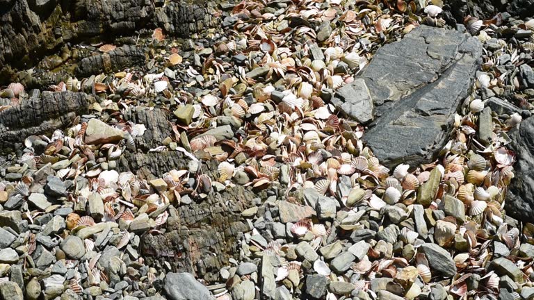 Discarded Shells Scallop Shell Beach Videos and HD Footage - Getty Images