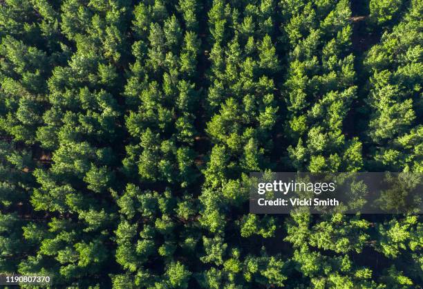 aerial view over a pine plantation - tree farm imagens e fotografias de stock