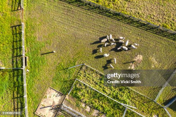 aerial viewpoint of a large flock of sheep on the green grass - australische herder stock-fotos und bilder