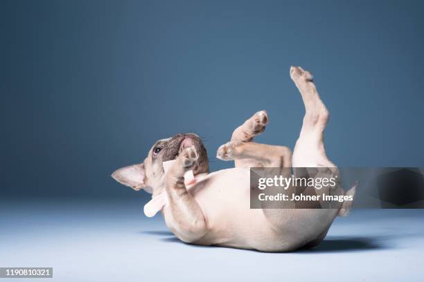 french bulldog lying on back - supino foto e immagini stock