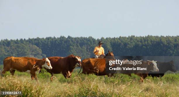 fieldwork - argentina gaucho stock pictures, royalty-free photos & images