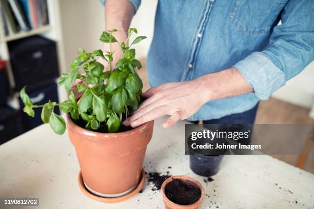 man planting basil - basil stock pictures, royalty-free photos & images