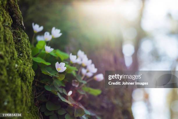 wood anemones - anemone dei boschi foto e immagini stock