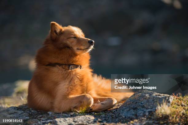 dog relaxing in sun - norrbotten province stock pictures, royalty-free photos & images