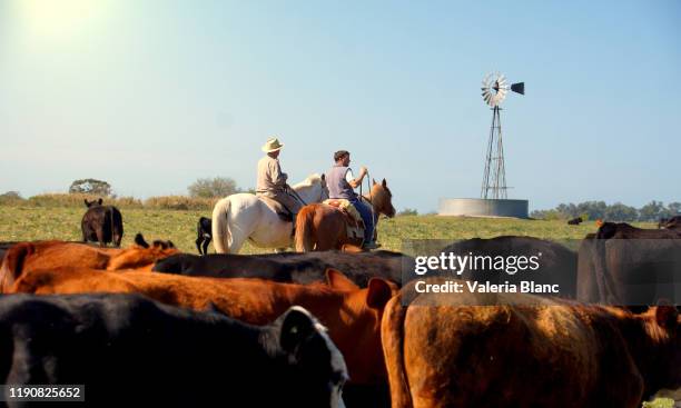 feldarbeit - gaucho stock-fotos und bilder