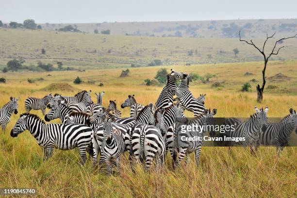 zebras fighting - zebra herd stock pictures, royalty-free photos & images
