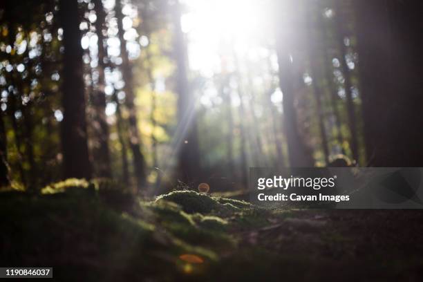 beam of light coming through the trees of the thuringian forest - forest floor ストックフォトと画像