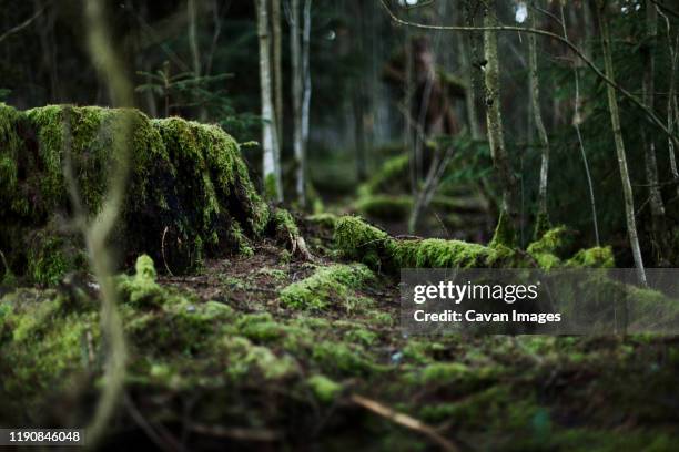 overgrown tree trunk in the thuringian forest, germany. - forest floor ストックフォトと画像