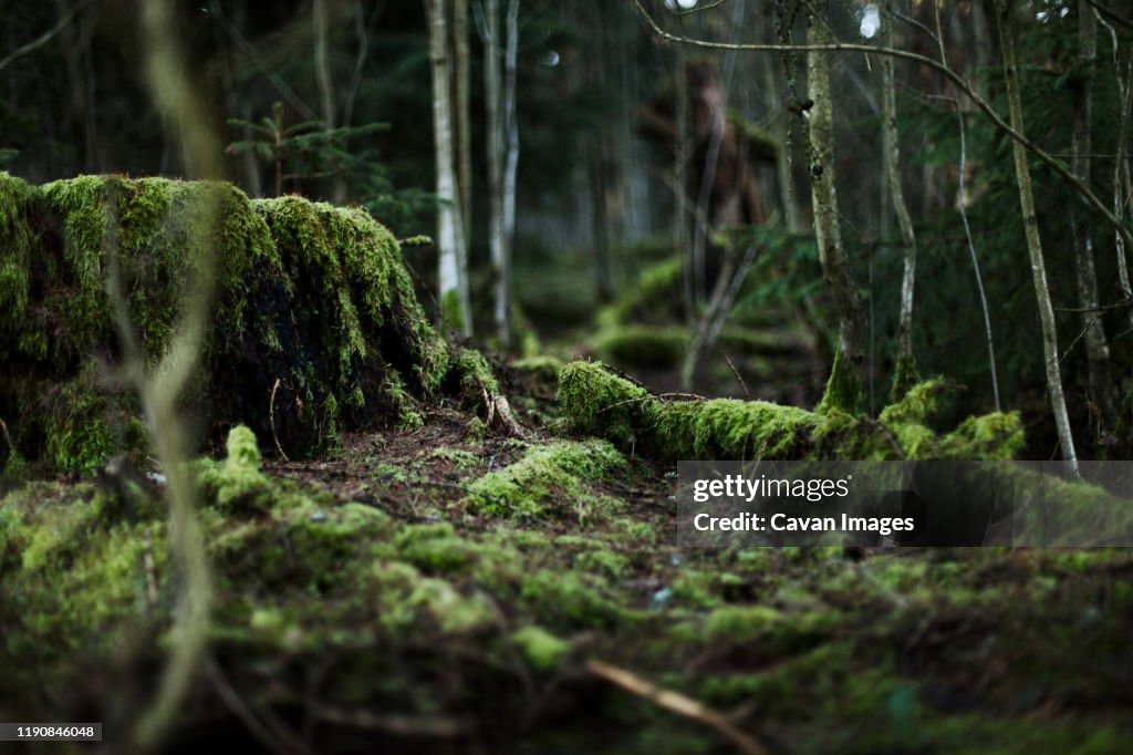Overgrown Tree Trunk in the Thuringian Forest, Germany.