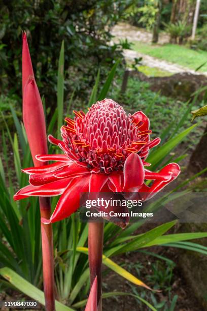 270 fotografias e imagens de Rosa De Porcelana - Getty Images 270 fotografias e imagens de Rosa De Porcelana - Getty Images