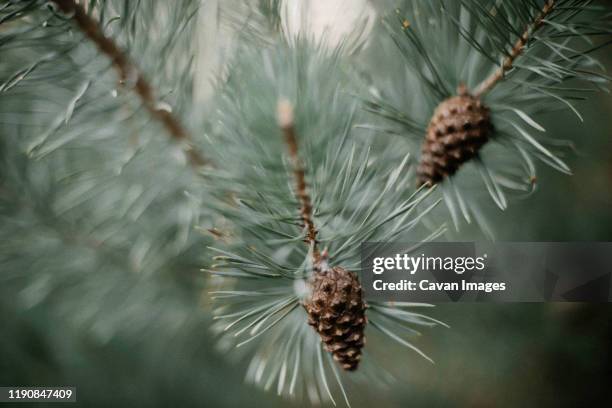 close-up of pine tree in forest - red pine stock pictures, royalty-free photos & images