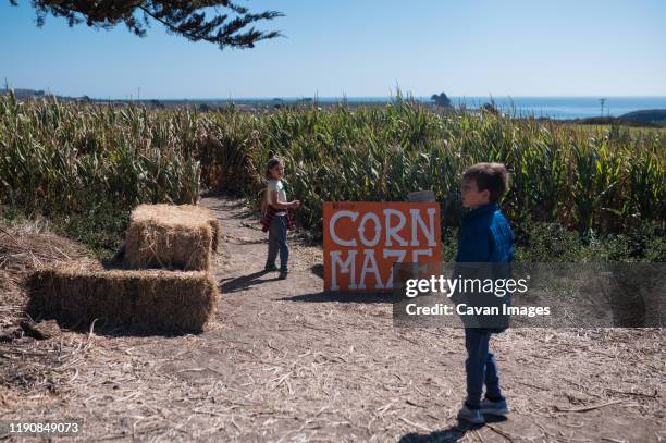 two children about to enter a corn maze on a farm near the coast - corn maze stock pictures, royalty-free photos & images