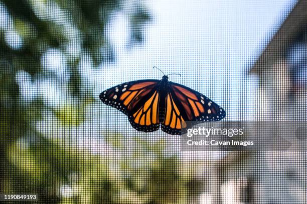 monarch butterfly resting with wings open on screen with trees behind - nätdörr bildbanksfoton och bilder