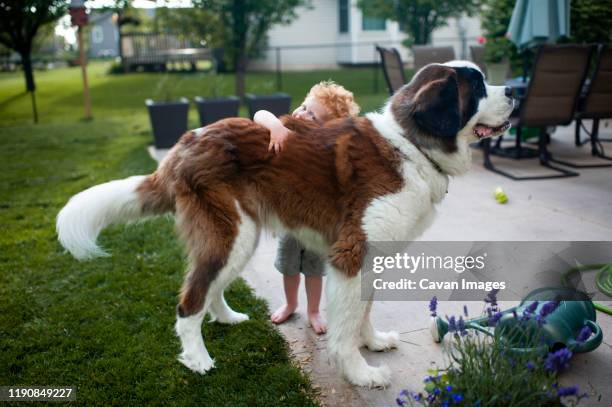 small boy hugging large saint bernard dog in backyard at home - bernhardiner stock-fotos und bilder