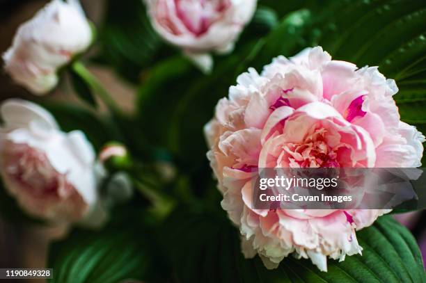 pretty pink peony bouquet in bloom - chinese peony imagens e fotografias de stock