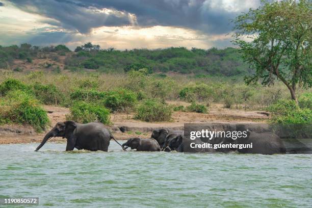 herd of elephants bathing in the water, uganda - uganda stock pictures, royalty-free photos & images