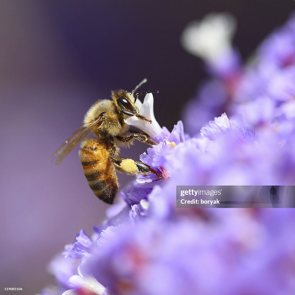 Bee pollinating purple flower