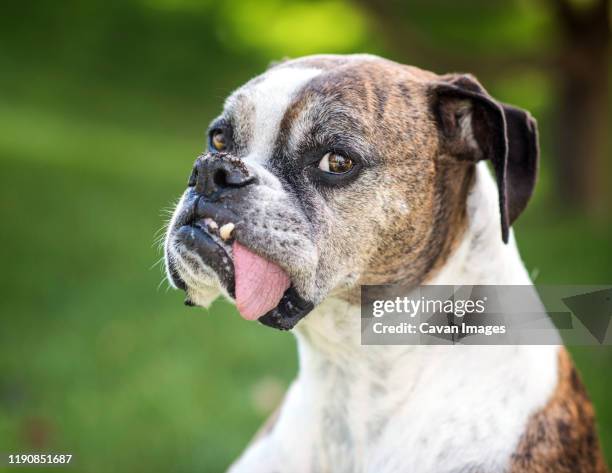 boxer dog sticking tongue out - bulldog photos et images de collection