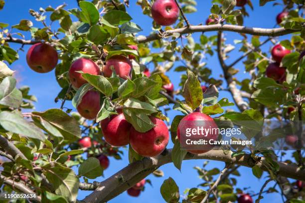 apples at an orchard in quechee, vermont in the fall. - newly harvested stock pictures, royalty-free photos & images