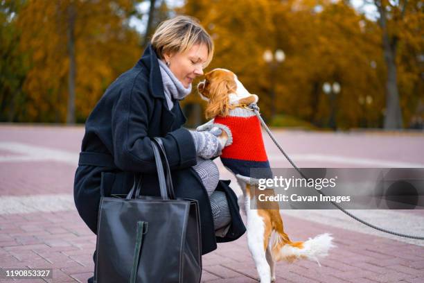woman on a walk in the park with a cavalier king charles spaniel dog. - cavalier stock-fotos und bilder