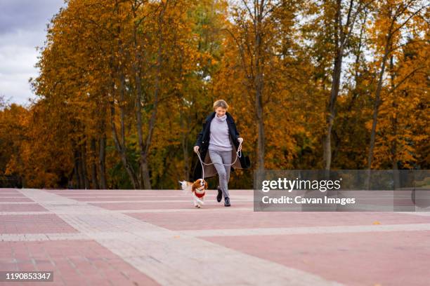 woman is running in the park with a cavalier king charles spaniel dog - cavalier stock-fotos und bilder
