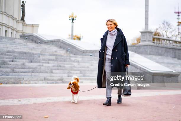 a female walks in the city with a cavalier king charles spaniel dog. - cavalier stock-fotos und bilder