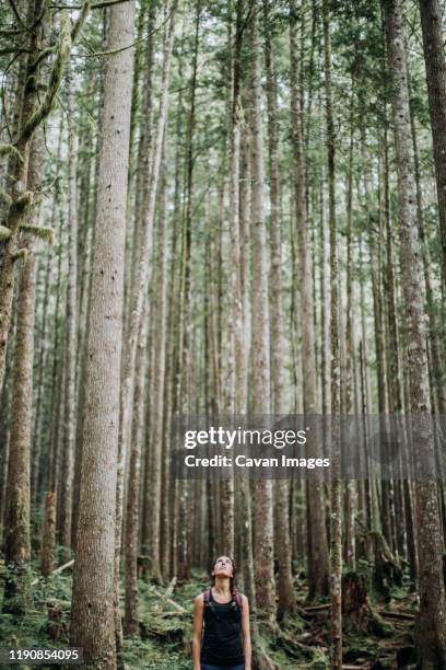 a female hiker looks up at the trees in a forest in washington - business tree ストックフォトと画像