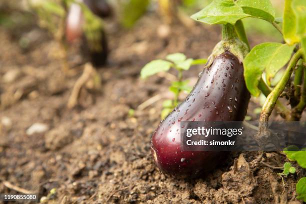 beringela crescendo na fazenda. - aubergine - fotografias e filmes do acervo