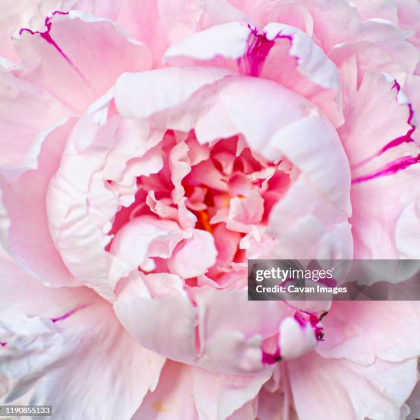 upclose of pink peony bloom - chinese peony imagens e fotografias de stock