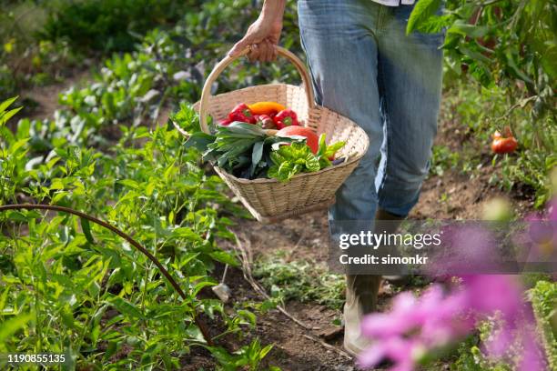 giovane donna che tiene un cesto vegetale in azienda - organic farm foto e immagini stock
