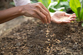 Young woman sowing seeds in soil