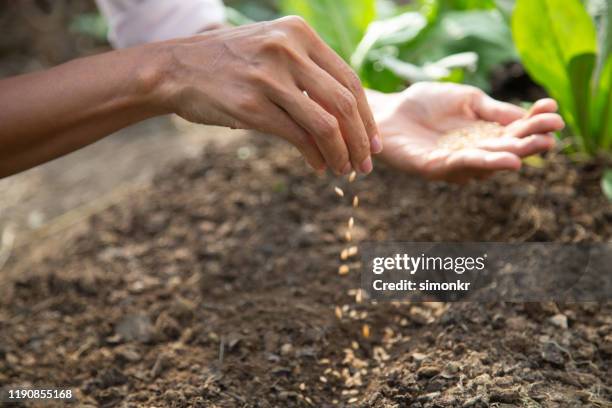 young woman sowing seeds in soil - casting stock pictures, royalty-free photos & images