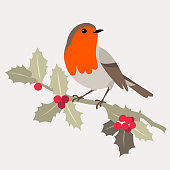 Christmas bird. Robin bird sits on sprig of Holly with berries.