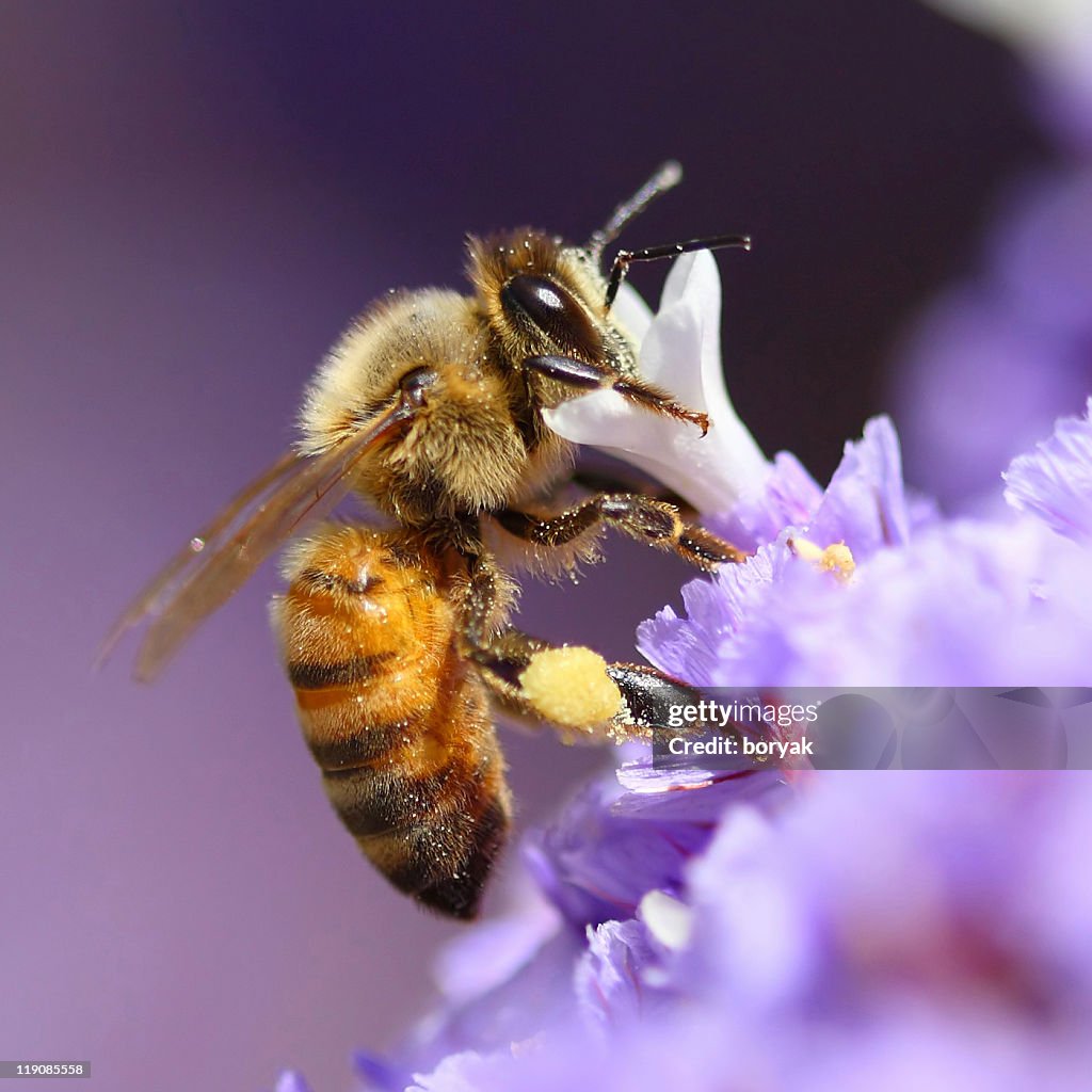 Bee pollinating purple flower