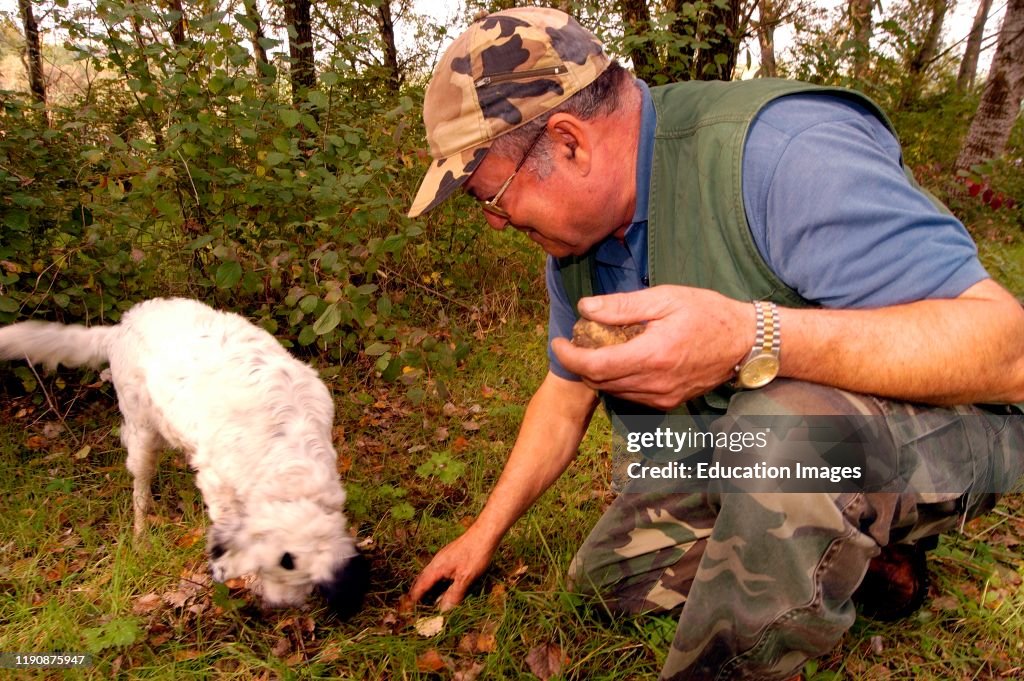 Europe. Italy. Tuscany. San Miniato. Truffle Search