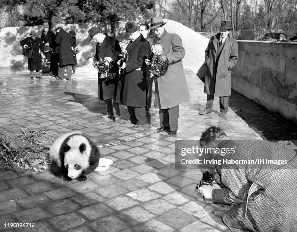 Photographers get close-up photographs of a Giant Panda eating bamboo shoots and leaves circa 1947 at the Bronx Zoo, the Bronx, New York.