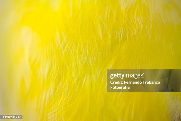 yellow feathers background - canarino delle isole canarie foto e immagini stock