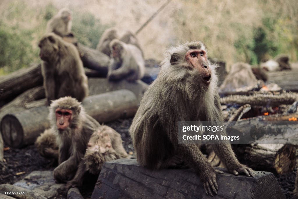 Japanese Yaku macaque monkeys sit around a bonfire to keep
