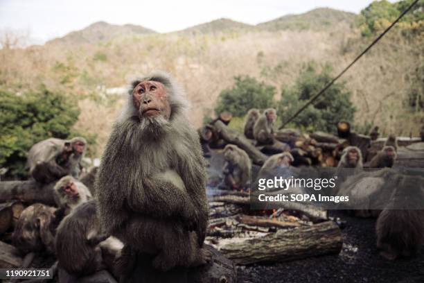 Japanese Yaku macaque monkeys sit around a bonfire to keep themselves warm at Japan Monkey Center in Inuyama.