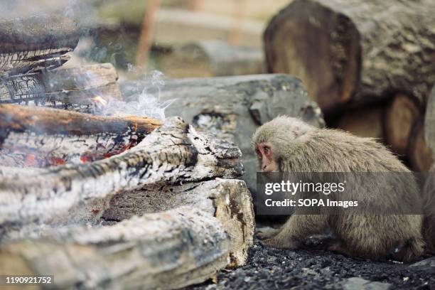 Japanese Yaku macaque monkey next to a bonfire to keep itself warm at Japan Monkey Center in Inuyama.