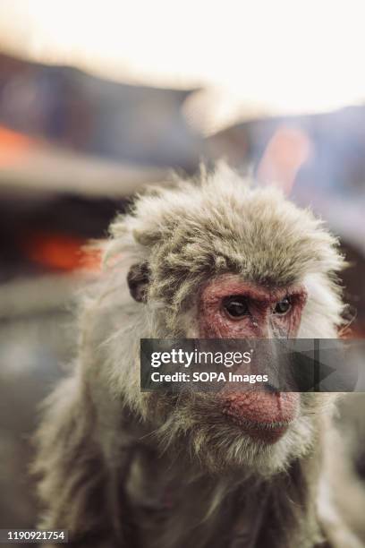 Japanese Yaku macaque monkey at Japan Monkey Center in Inuyama.