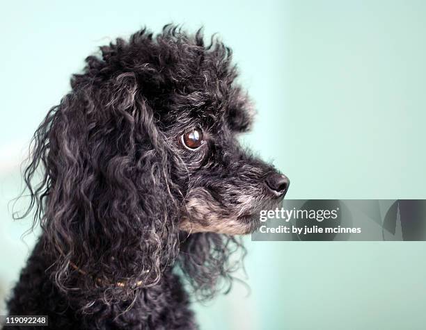 toy poodle - toy poodle stock pictures, royalty-free photos & images