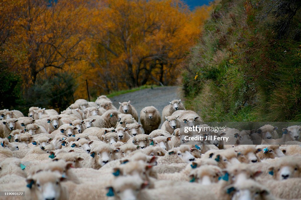 Mob of  sheep on a road