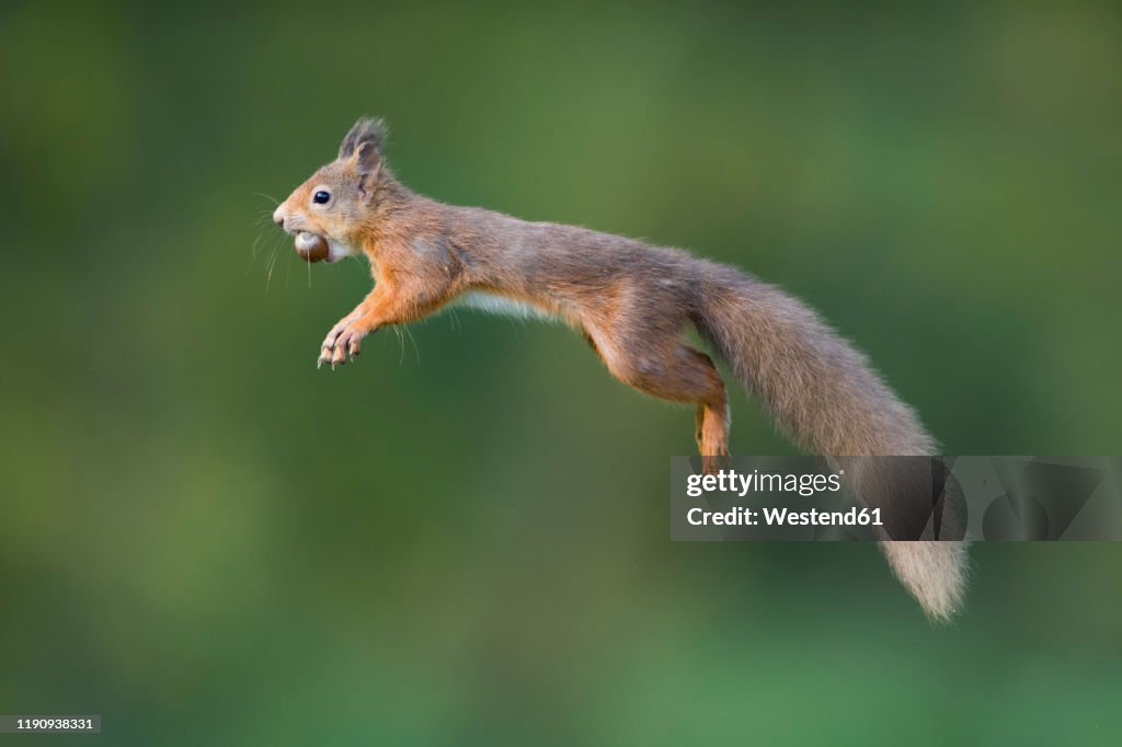 Jumping red squirrel carrrying hazelnut in mouth