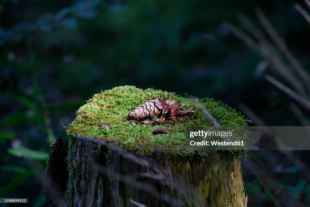 Close-up of pine cone on tree stump in forest at Bavaria, Germany