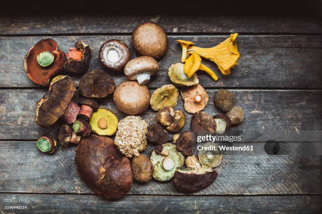 Directly above shot of various mushrooms on wooden table