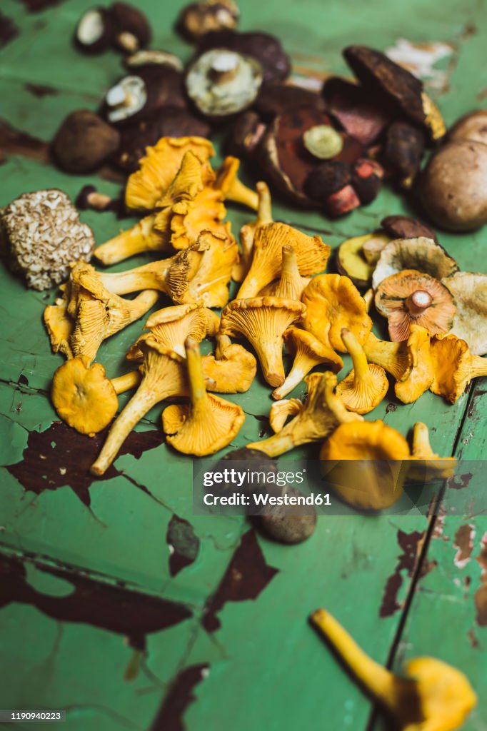 High angle view of various mushrooms on wooden table