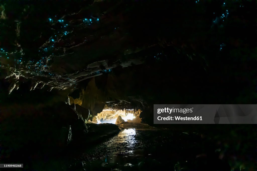 Low angle view of illuminated Arachnocampa luminosa in cave at Waipu, Oceania, New Zealand