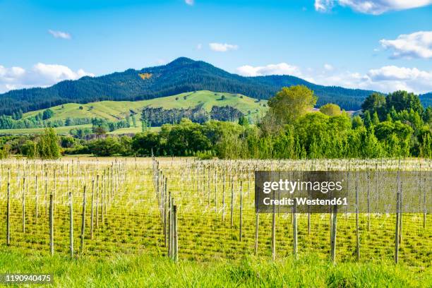 scenic view of hops field against mountain at motueka valley, south island, new zealand - motueka stock pictures, royalty-free photos & images